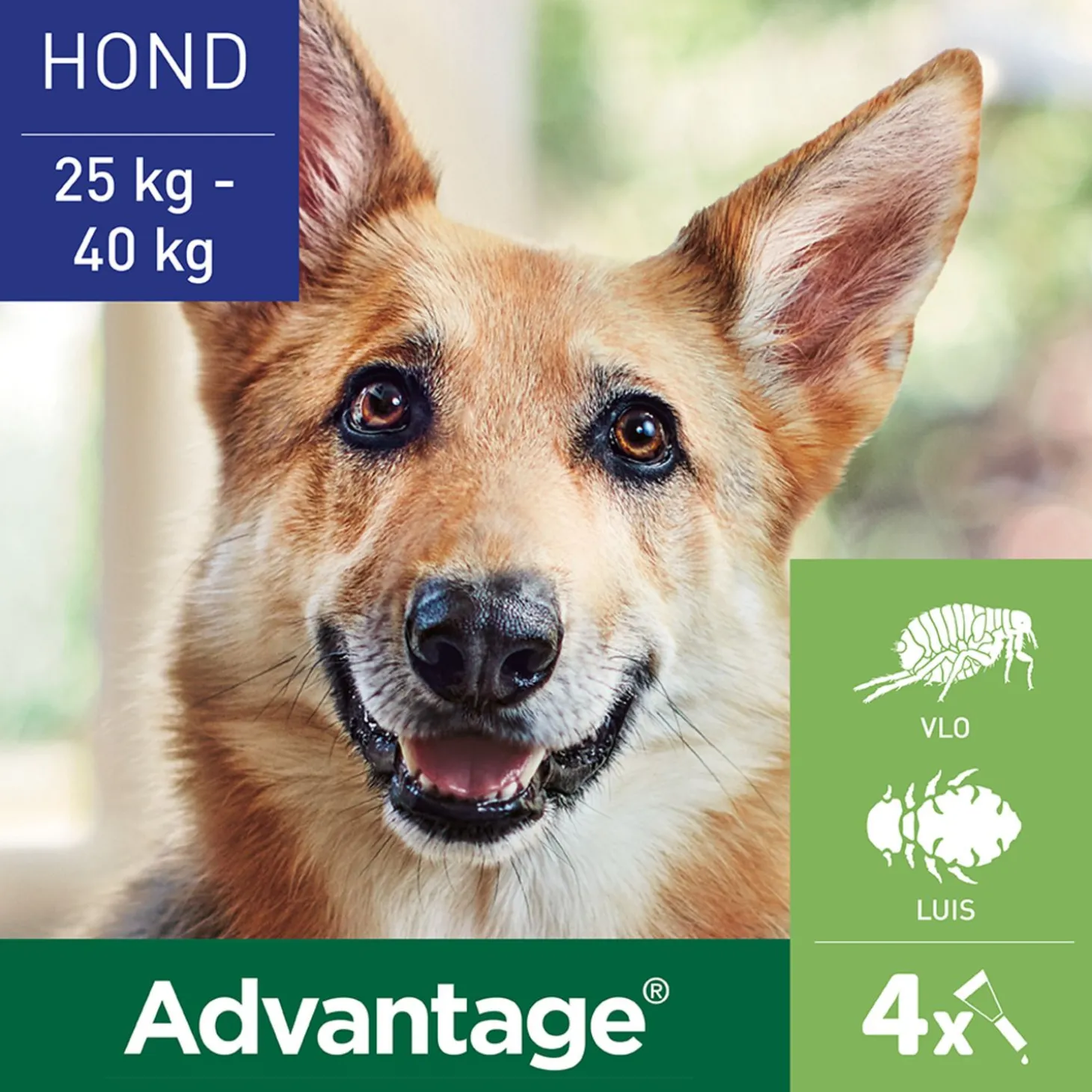 Advantage Hond 4 pip - Anti vlooien en luizenmiddel