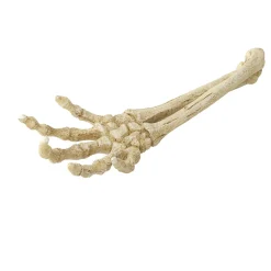 Aqua Della Skelet Hand - Aquarium - Ornament - 26.8x9.4x4.5 cm
