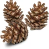 Back Zoo Nature Forest Pine Cones - Natuurlijk Speelgoed - 6 stuks