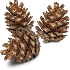 Back Zoo Nature Forest Pine Cones - Natuurlijk Speelgoed - 6 stuks