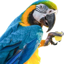 Back Zoo Nature Fruit Cups - Vogelsnack - Banaan 6 stuks