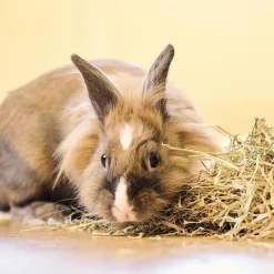 Beaphar Care Plus Konijn Junior - Konijnenvoer