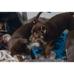 Beeztees Dental Bot Puppy 10x5.5 cm - Hondenspeelgoed