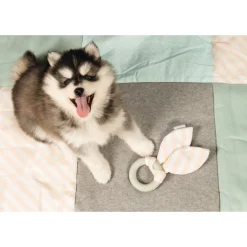 Beeztees Puppy Kauwring - Hondenspeelgoed - 22x8.5x2 cm Groen Pink Wit