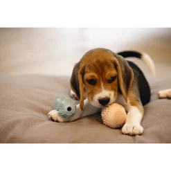 Beeztees Puppy Rubber Dental Bal Ø5 cm - Hondenspeelgoed