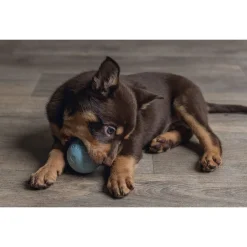 Beeztees Speelbal Puppy - Hondenspeelgoed - Ø6 cm 52 g Groen