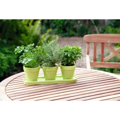 Buzzy Bio Keukenkruiden Set Groen - Kweeksets - per stuk