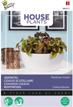 Buzzy House Plants Coleus - Siernetel Rainbow Mix - Bloemenzaden - 250 mg