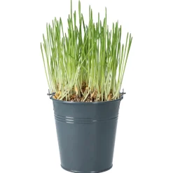 Buzzy Kattengras Emmertje (9) - Kweeksets - per stuk