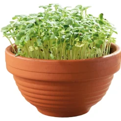 Buzzy Microgreens Terracotta Schaal Tatsoi - Groentezaden - 1.5 g