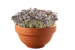 Buzzy Microgreens Terracotta Schaal Rode Mizuna - Groentezaden - 1.5 g