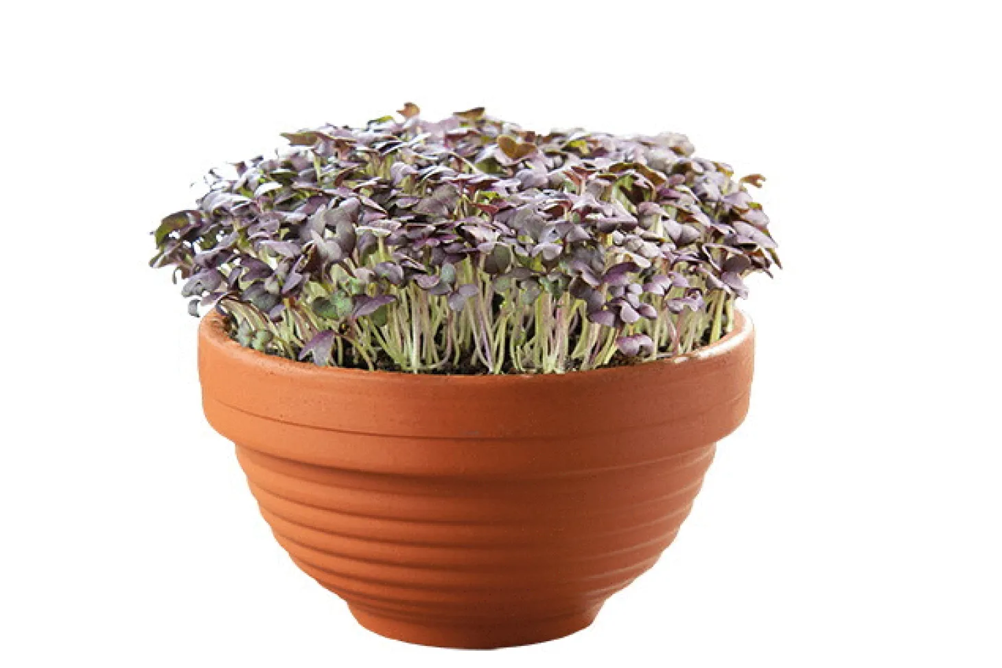 Buzzy Microgreens Terracotta Schaal Rode Mizuna - Groentezaden - 1.5 g