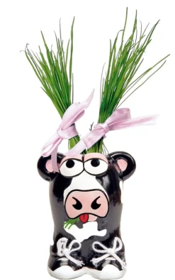 Buzzy Munakuppi - Koe - Kweeksets - per stuk