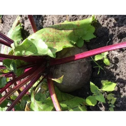 Buzzy Organic Bieten Egyptische Platronde - Bio - Groentezaden - 1.5 g