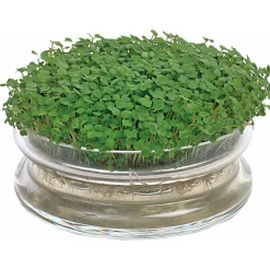 Buzzy Organic Sprouting Glazen Bowl Met Rucola  Bio - Groentezaden - per stuk