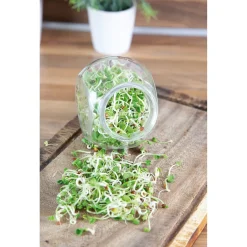 Buzzy Organic Sprouting Pot Daikon Bio - Groentezaden - 7.5 g
