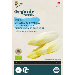 Buzzy Organic Witlof Hollandse Middelvroeg  - Bio - Groentezaden - 500 mg