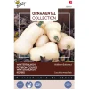 Buzzy Ornamental Pompoen Waltham Butternut - Groentezaden - 1.5 g