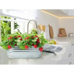 Buzzy Small Garden Sweet Strawberry - Kweeksets - per stuk