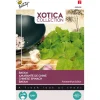 Buzzy Xotica Bayam Klaroen - Exotische zaden - 1.5 g