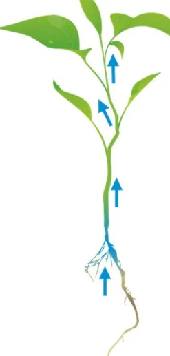 Cat's Best Smart Pellets - Kattenbakvulling