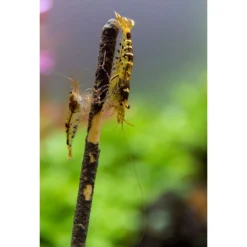 Ceramicnature Algen-Groenten Garnalenlolly's - Garnalen-Snack - Garnaal Groente 15 g 10 stuks