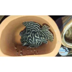 Ceramicnature Leghol Rond - Aquarium - Ornament - 9.5x4x3 cm Bruin S