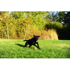 Chuckit Tennis Ball M - Hondenspeelgoed