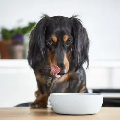 District 70 Bamboe Voerbak Beige - Hondenvoerbak