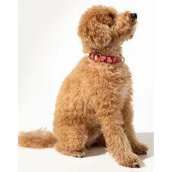 Dogguo Collar - Hondenhalsband - 28-40 cm Magenta Abrikoos S