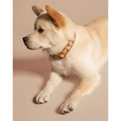 Dogguo Collar - Hondenhalsband - 36-52 cm Bruin Abrikoos M