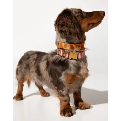 Dogguo Collar - Hondenhalsband - 36-52 cm Oranje Bruin M