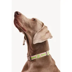 Dogguo Collar Groen&Pink - Hondenhalsband