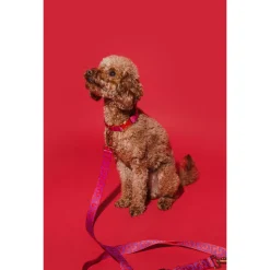 Dogguo Dg Leash Rood&Paars - Hondenriem