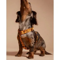 Dogguo Harness - Hondentuig - 24-38 cm Oranje Bruin S
