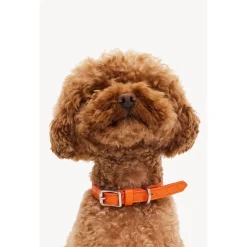 Dogguo Heart Collar - Hondenhalsband - Oranje