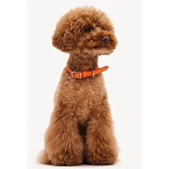 Dogguo Heart Collar - Hondenhalsband - Oranje