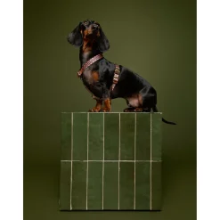 Dogguo Retro Wave Harness - Hondentuig - Groen Pink L