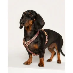 Dogguo Retro Wave Harness - Hondentuig - Groen Pink M