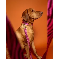 Dogguo Zebra Collar - Hondenhalsband - Ø23 cm Bordeaux Pink S