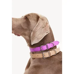 Dogguo Zebra Collar - Hondenhalsband - Beige