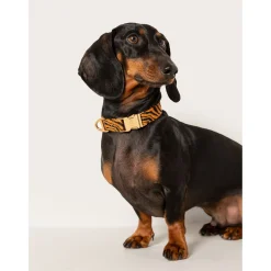 Dogguo Zebra Collar - Hondenhalsband - Ø15 cm Roest Zwart Xs
