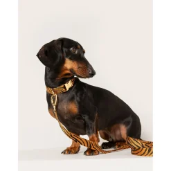 Dogguo Zebra Collar - Hondenhalsband - Ø15 cm Roest Zwart Xs