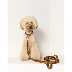 Dogguo Zebra Collar - Hondenhalsband - Ø15 cm Roest Zwart Xs