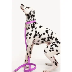 Dogguo Zebra Leash - Hondenriem - Paars