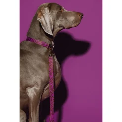 Dogguo Zebra Leash Paars&Bruin - Hondenriem