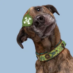 Dwam Halsband Boho Diego - Hondenhalsband