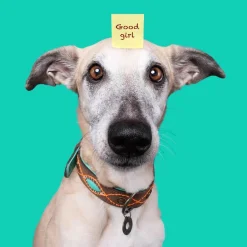 Dwam Halsband Joplin - Hondenhalsband