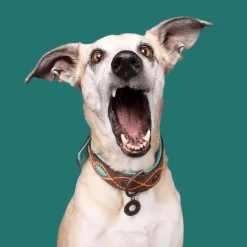 Dwam Halsband Joplin - Hondenhalsband