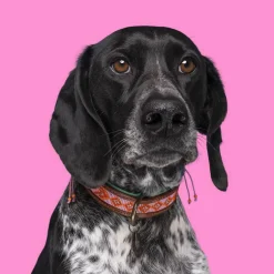 Dwam Halsband Sweet Mae - Hondenhalsband